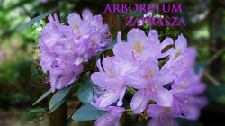 arboretum_16x9.png