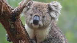 koala1_16x9.jpg