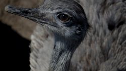 pozujący do zdjęcia struś z zagrody w muzeum